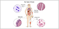 Histology - Types of Tissue