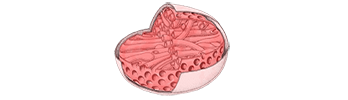 mitochondria